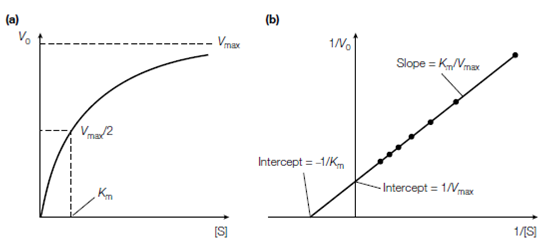 176_Lineweaver–Burk plot.png